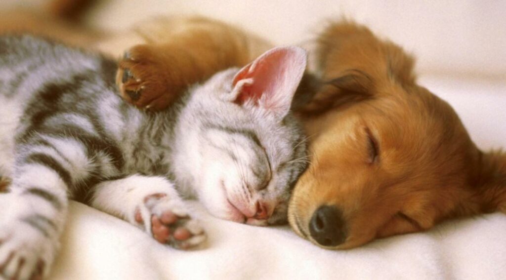 Photo of cute puppy and kitten