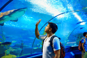 Man looking at shark in aquarium tunnel