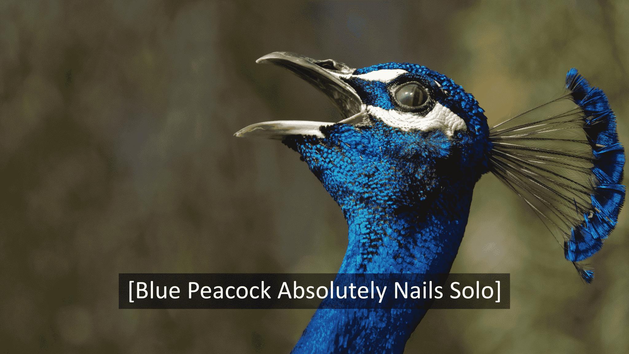 blue peacock calling out with caption [Blue Peacock Absolutely Nails Solo]