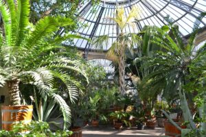 inside of Hortus Botanicus Amsterdam featuring a lush garden with palm trees under an ornate glass roof